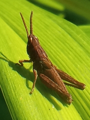 Chorthippus dorsatus