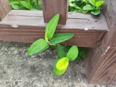 Alysicarpus ovalifolius