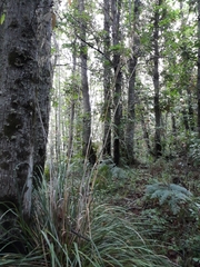 Ampelodesmos mauritanicus