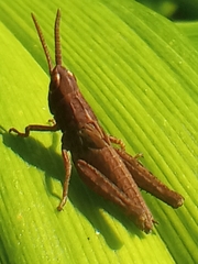 Chorthippus dorsatus