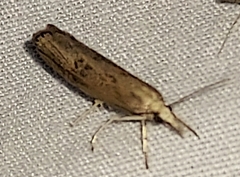 Parapediasia teterrellus