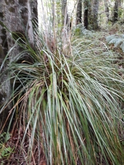 Ampelodesmos mauritanicus