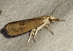 Parapediasia teterrellus