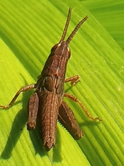 Chorthippus dorsatus