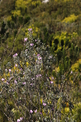 Podalyria calyptrata