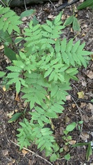 Sorbus aucuparia
