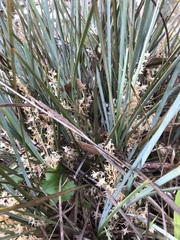 Lomandra effusa