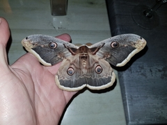 Saturnia pyri
