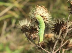 Ammoconia caecimacula