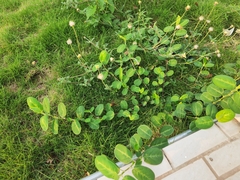 Alysicarpus ovalifolius