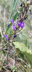 Campanula sibirica