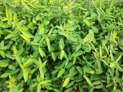 Alysicarpus ovalifolius