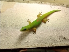 Phelsuma laticauda