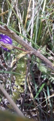 Campanula sibirica