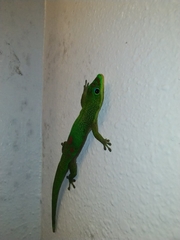 Phelsuma laticauda