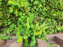 Alysicarpus ovalifolius