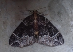 Ecliptopera silaceata