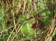 Sympetrum flaveolum