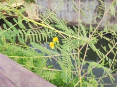 Sesbania cannabina
