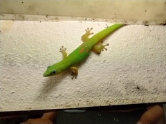 Phelsuma laticauda