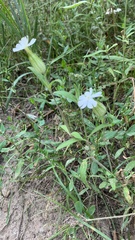Silene latifolia alba