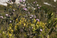 Podalyria calyptrata