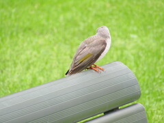 Manorina melanocephala