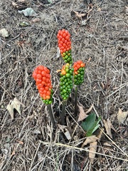 Arum italicum