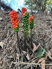 Arum italicum
