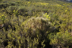 Pseudopentameris macrantha