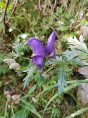 Aconitum variegatum