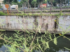 Sesbania cannabina
