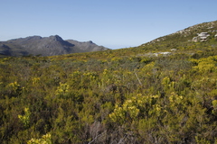 Podalyria calyptrata