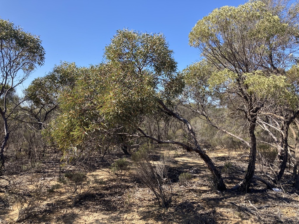 Eucalyptus burracoppinensis; photograph (c) Thomas Mesaglio, some rights reserved (CC BY)