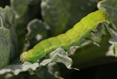 Phlogophora