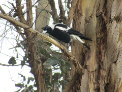 Gymnorhina tibicen