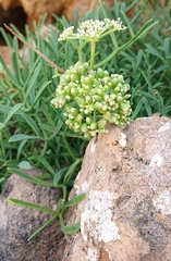 Crithmum maritimum