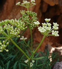 Crithmum maritimum