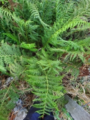 Athyrium filix-femina