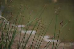 Schoenoplectus lacustris