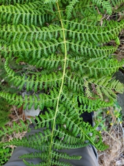 Athyrium filix-femina