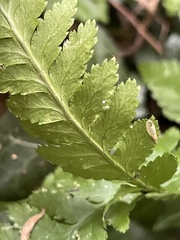 Dryopteris filix-mas