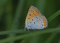 Lycaena dispar