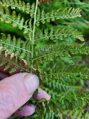 Athyrium filix-femina