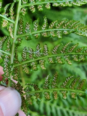 Athyrium filix-femina