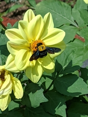 Xylocopa aestuans