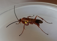 Sphictostethus nitidus