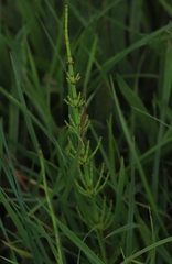 Equisetum palustre