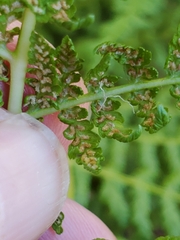 Athyrium filix-femina