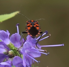 Spilostethus saxatilis